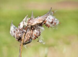 Milkweed seeds