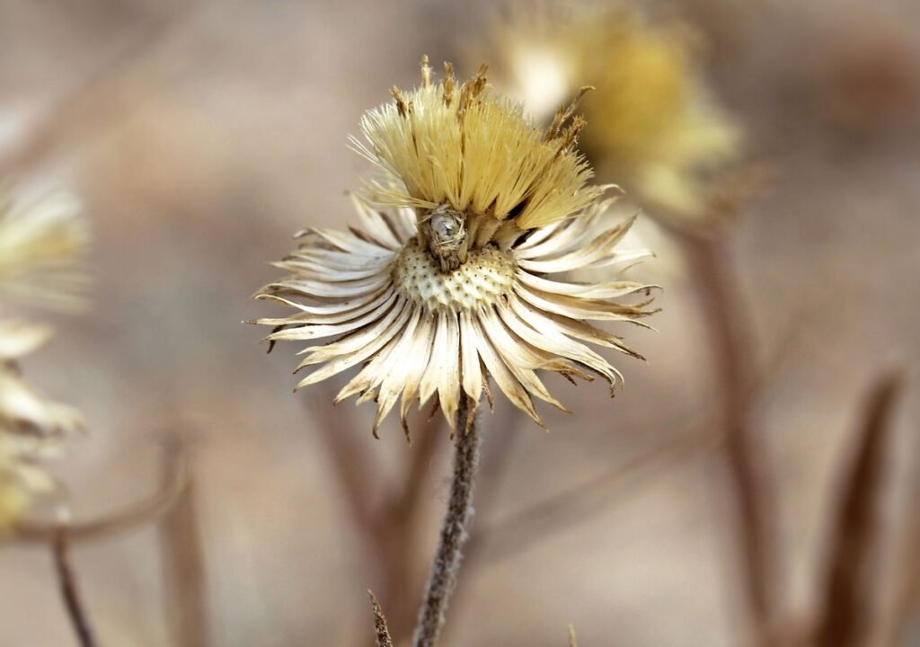 Mojave aster seeds