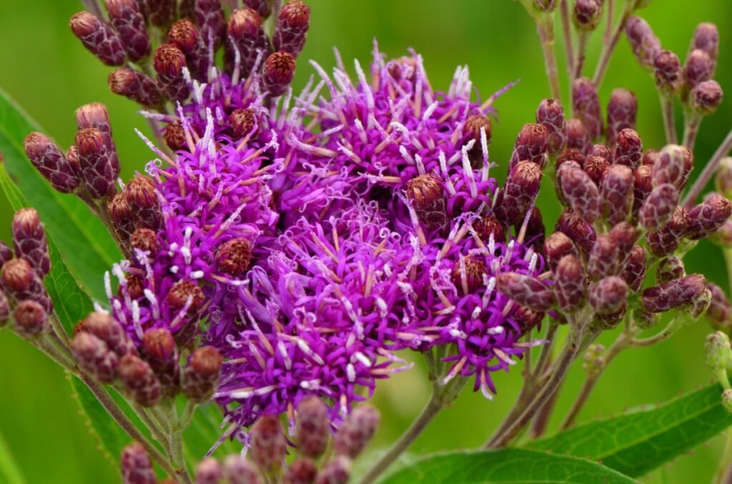 october wildflowers Ironweed