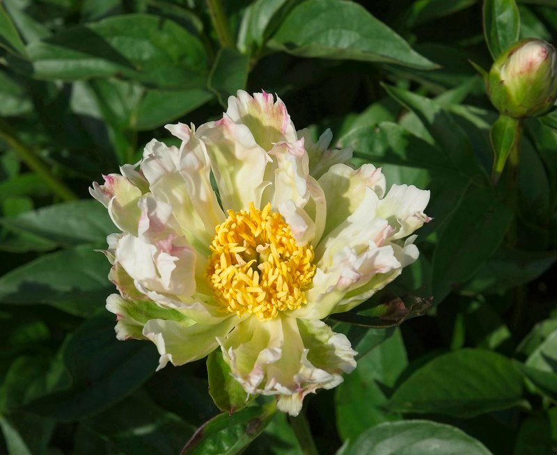 Paeonia 'Green Lotus' flower