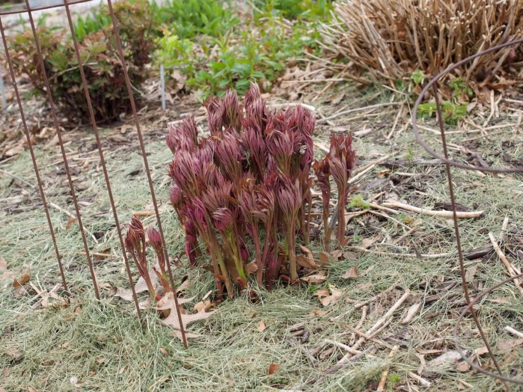 Paeonia 'Green Lotus' seedlings