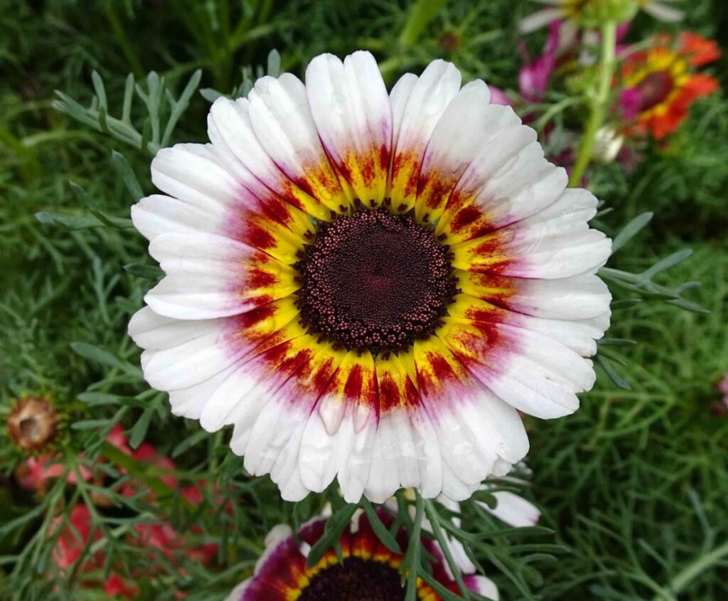 Painted Daisy flower
