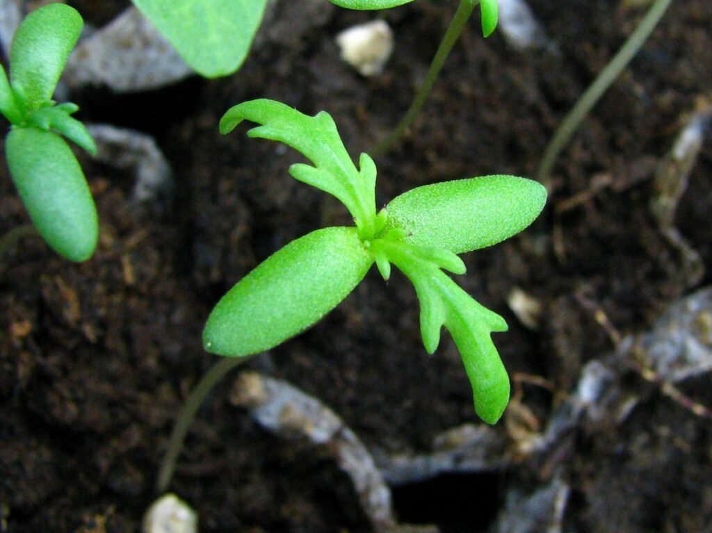 Painted Daisy seedlings