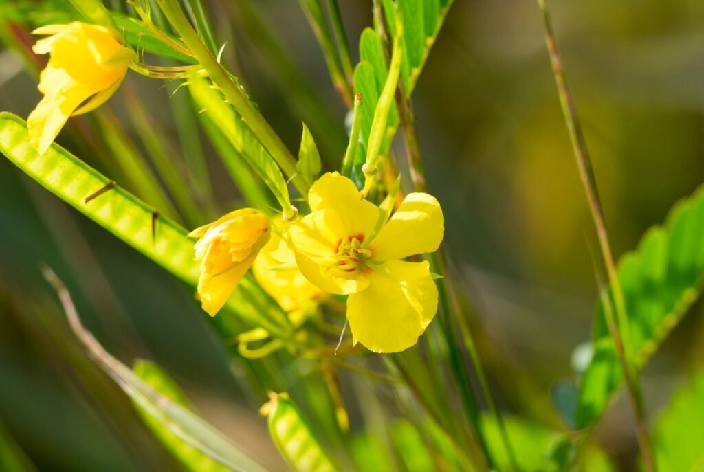 Partridge Pea