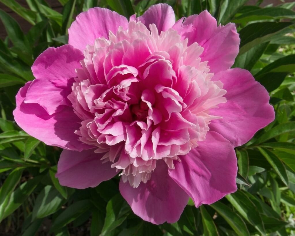 Peonies meaning