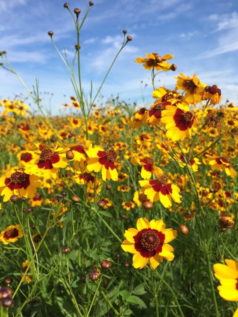 Plains Coreopsis