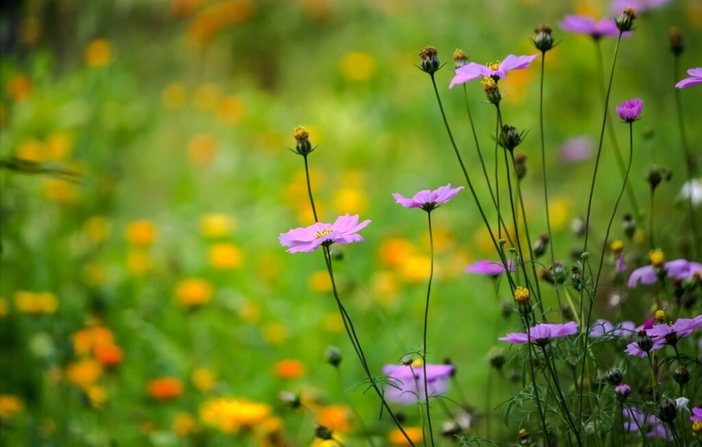 Popular wildflower seed mixes and regional varieties