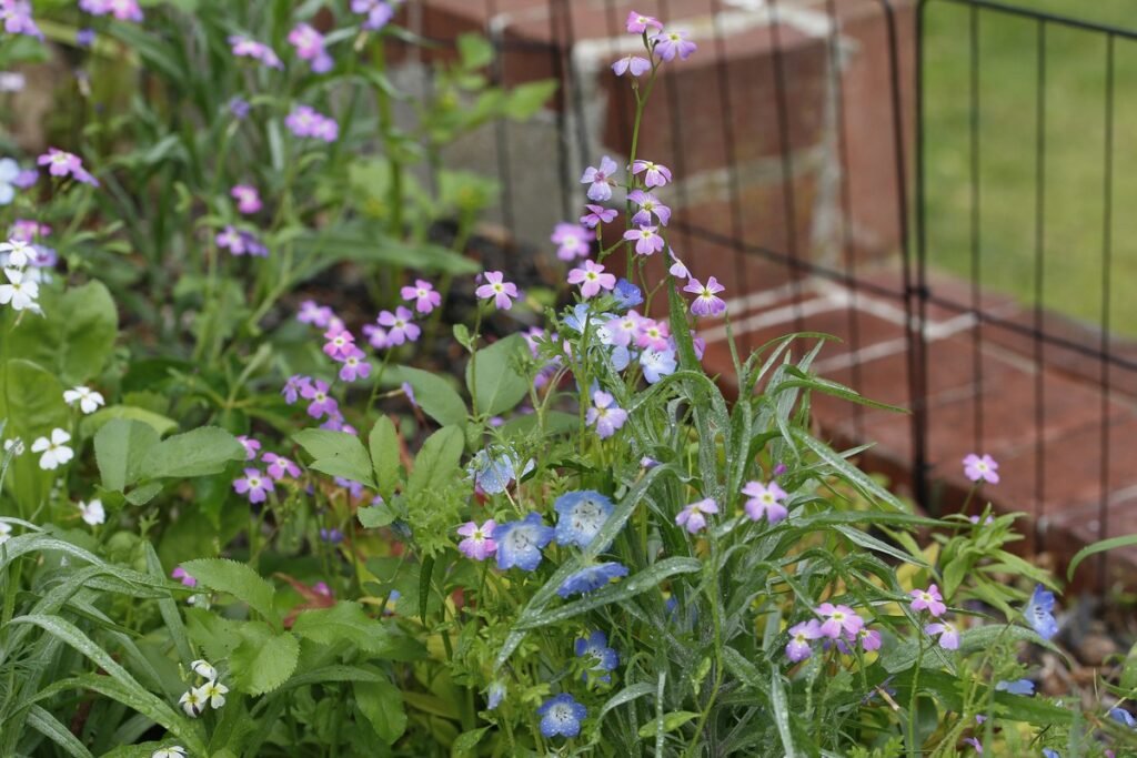 Plant wildflower seeds in winter