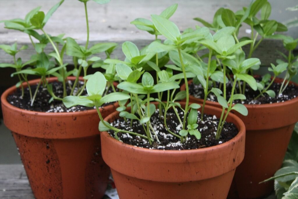 planting wildflower seeds in pots