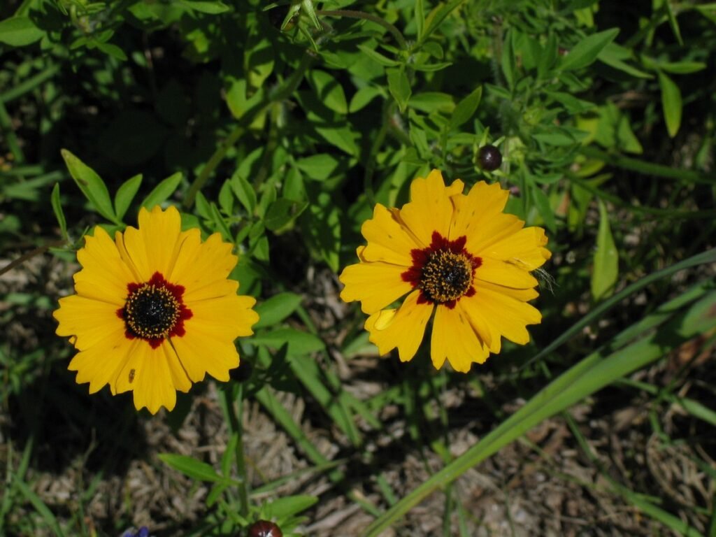 Planting wildflower seeds in spring
