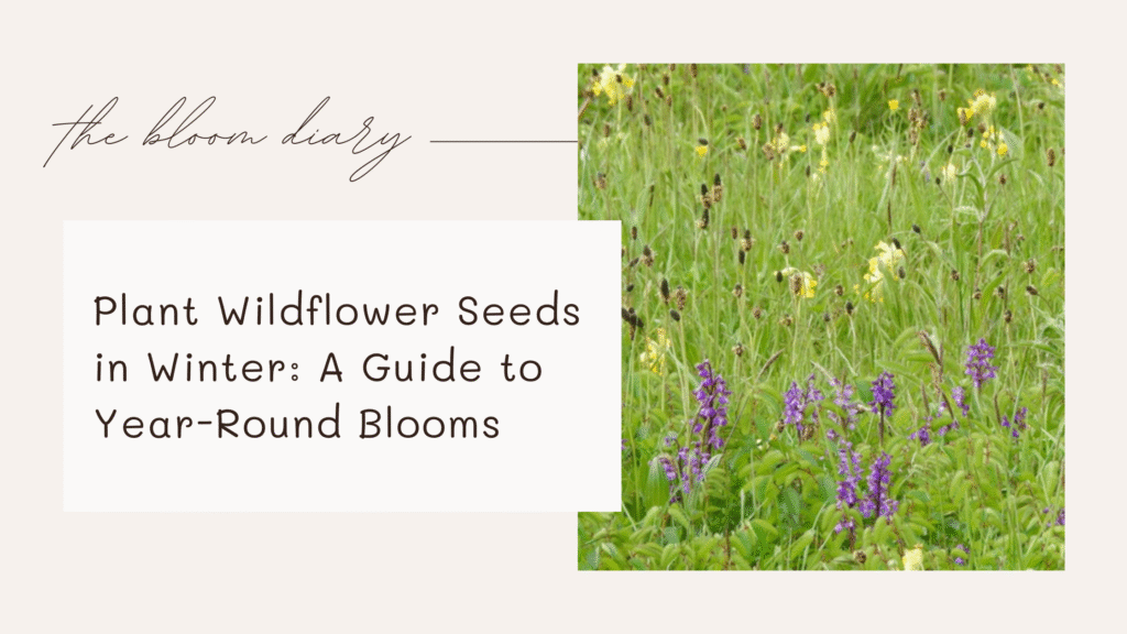 Planting wildflower seeds in winter