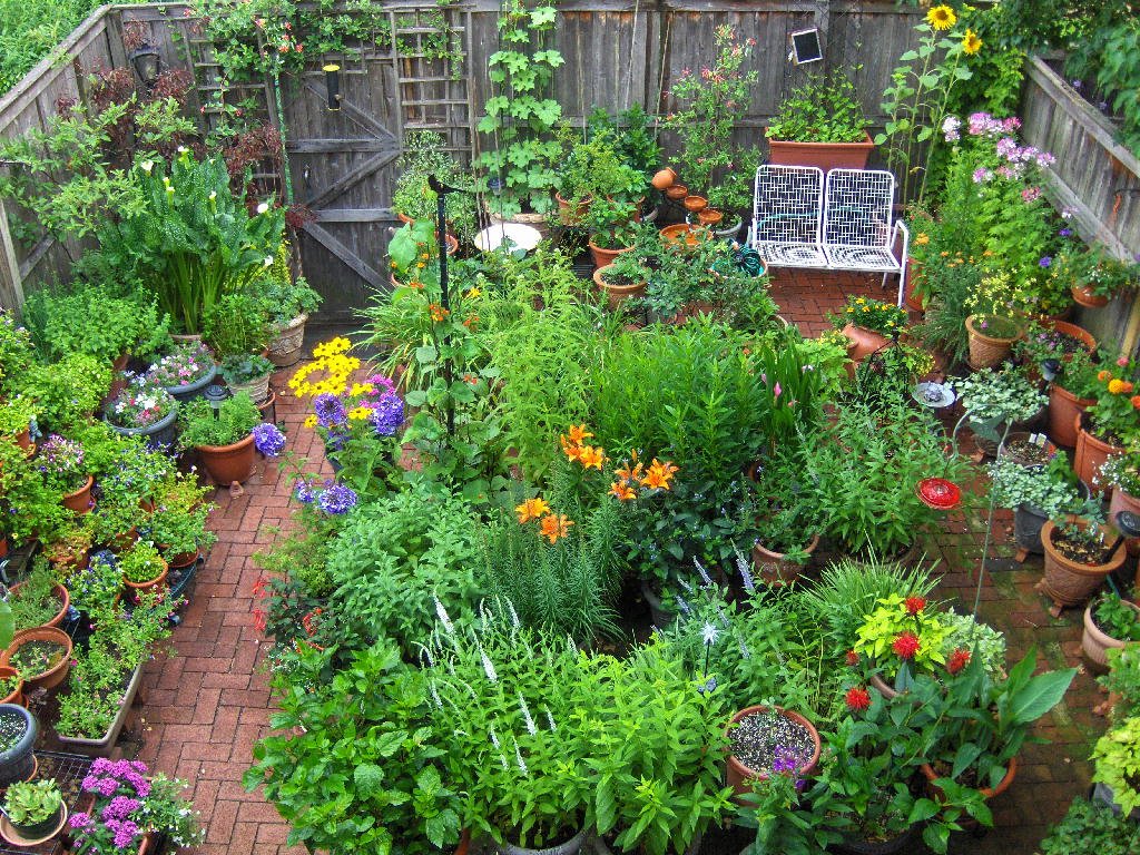 planting wildflowers in pots