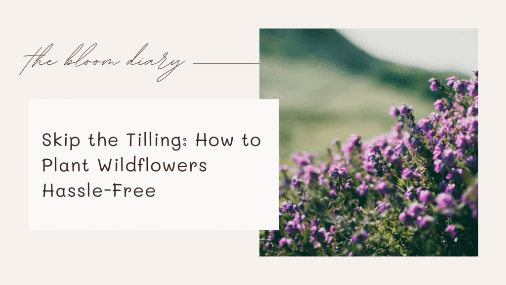 planting wildflowers without tilling