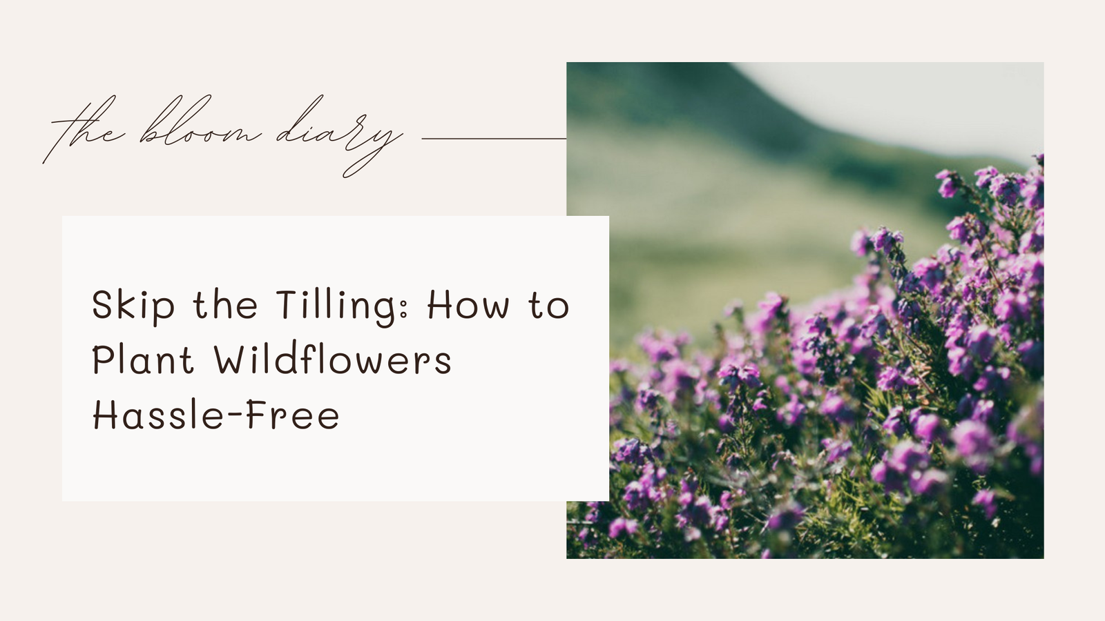 planting wildflowers without tilling