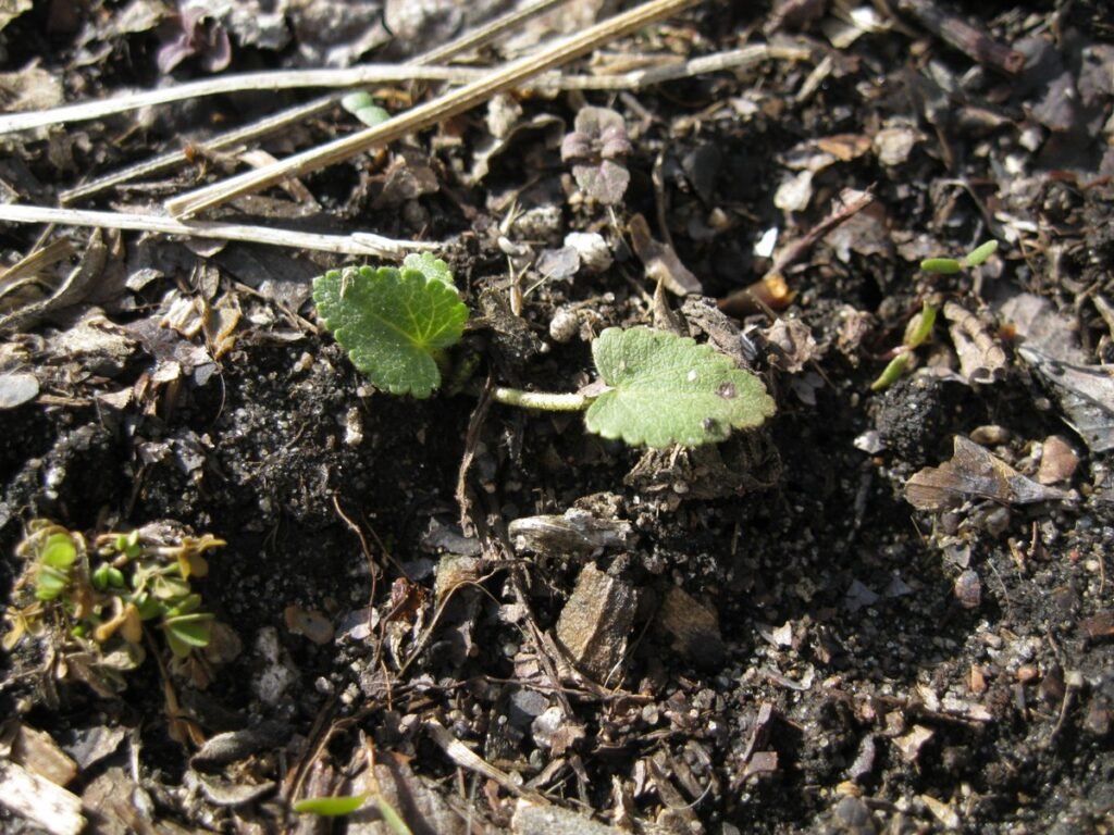 Poppy-mallow seedlings