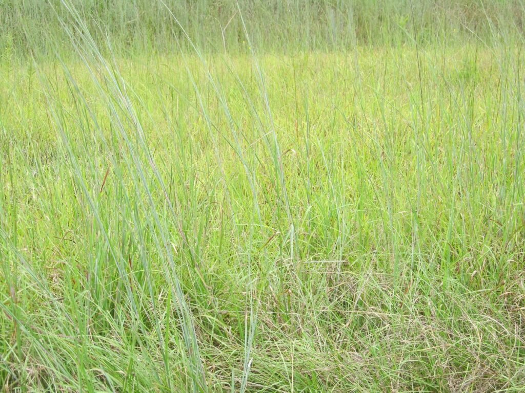 Pros and Cons of Weeds