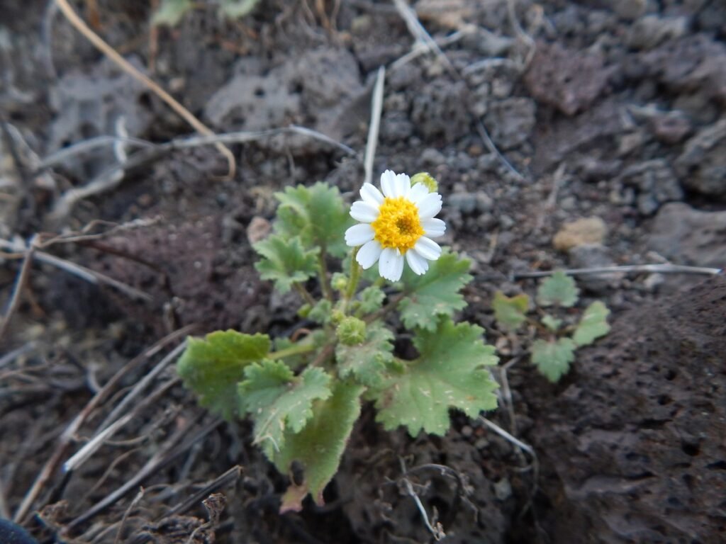 Rock daisy flower