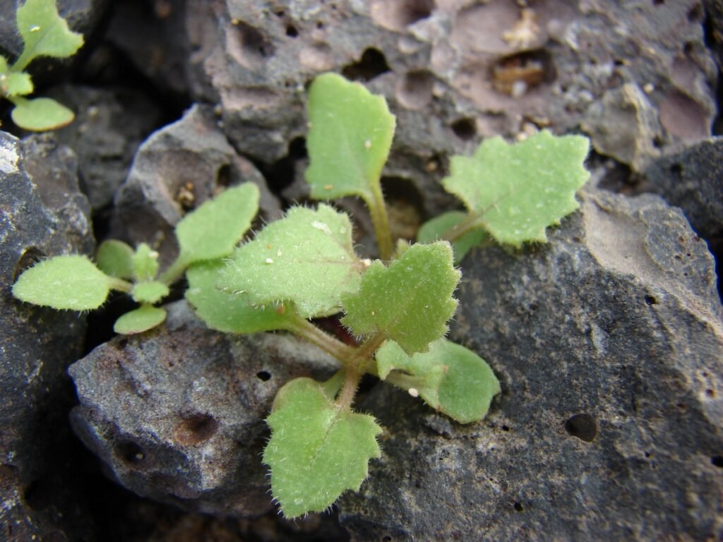 Rock daisy seedlings