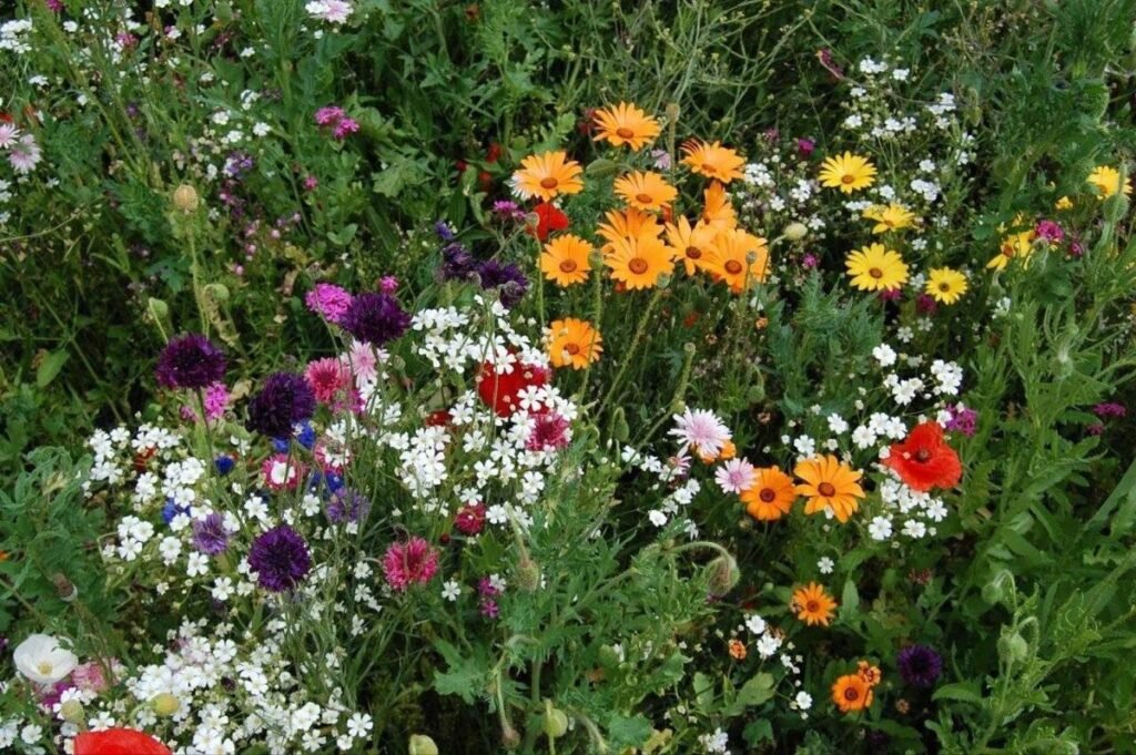 How to plant wildflower seeds