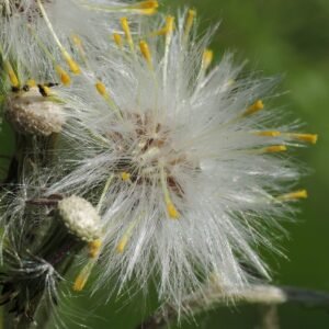 Senecio vulgaris seeds