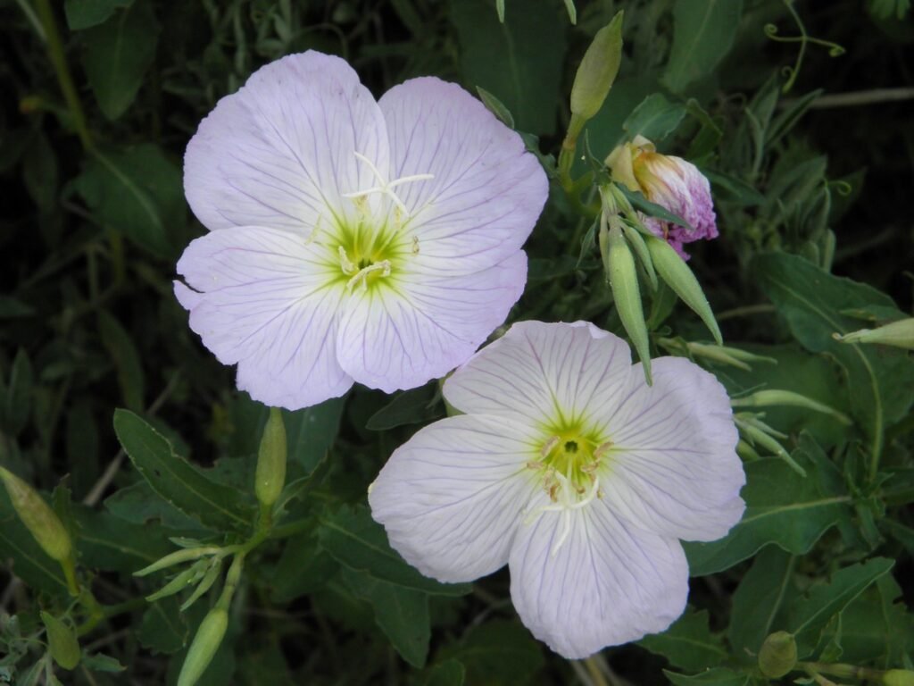 Showy Evening Primrose