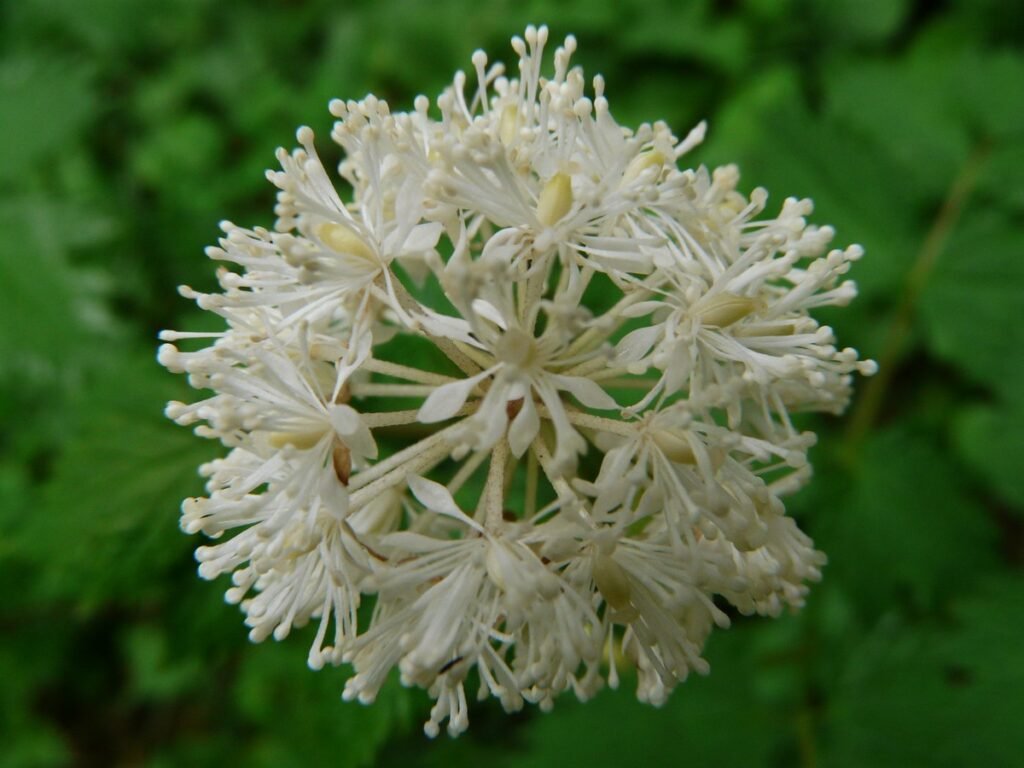 Actaea rubra