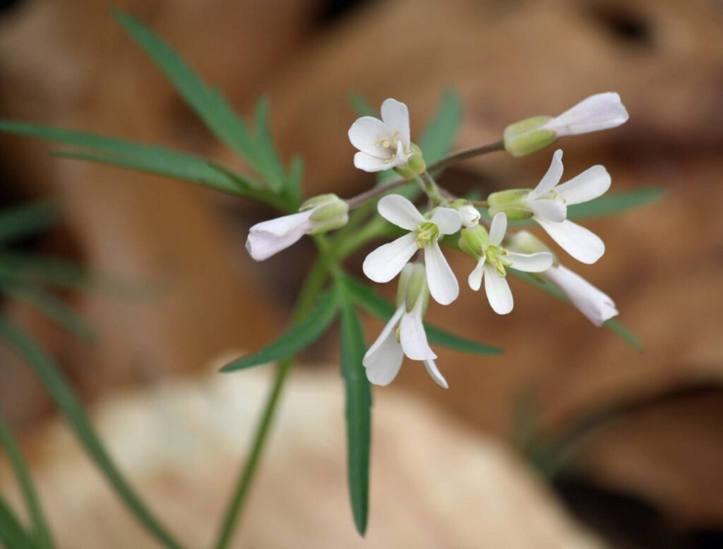 Cut-leaved Toothwort