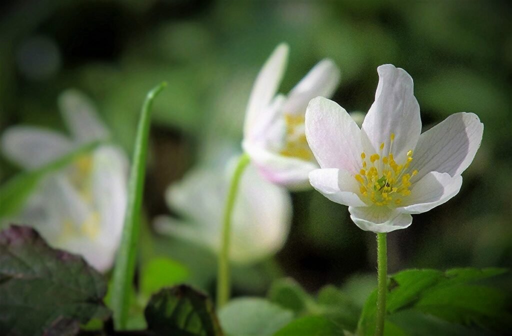 Wood Anemone (Anemone nemorosa)
