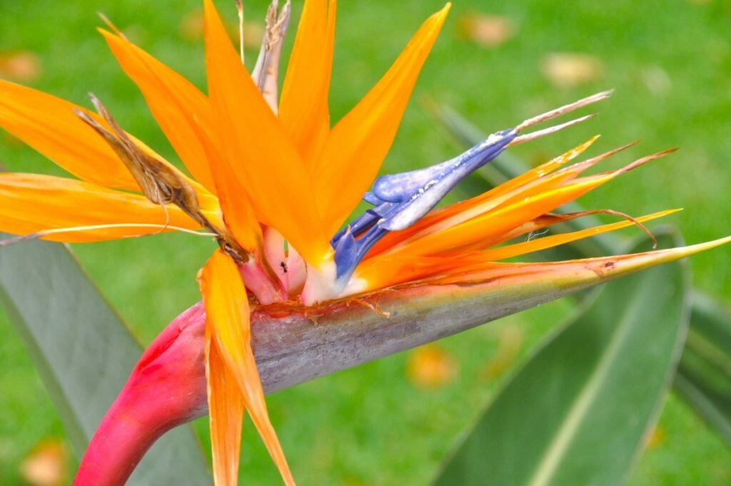 Small wild flowers Birds of Paradise