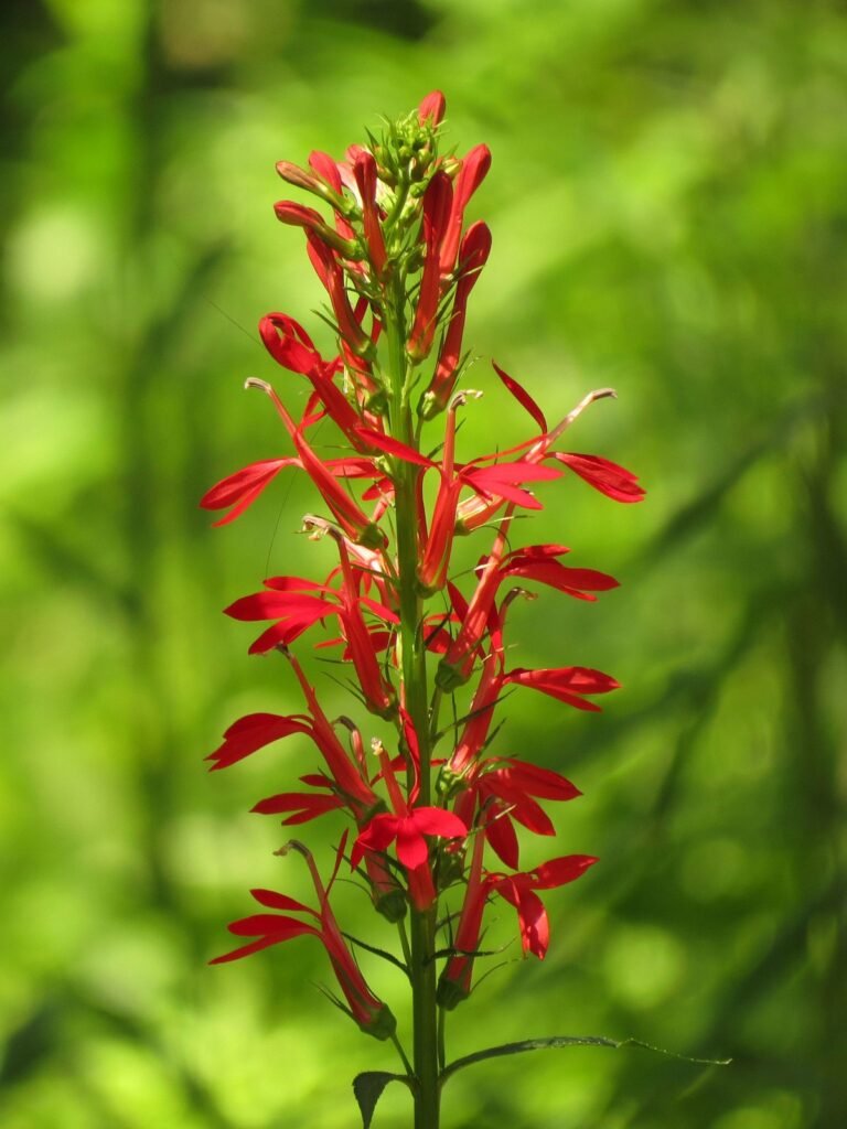 Small wildflowers Cardinal Flower