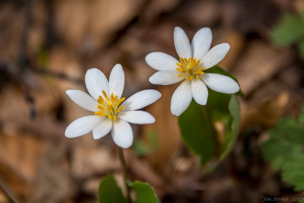 spring ephemeral wildflowers Bloodroot
