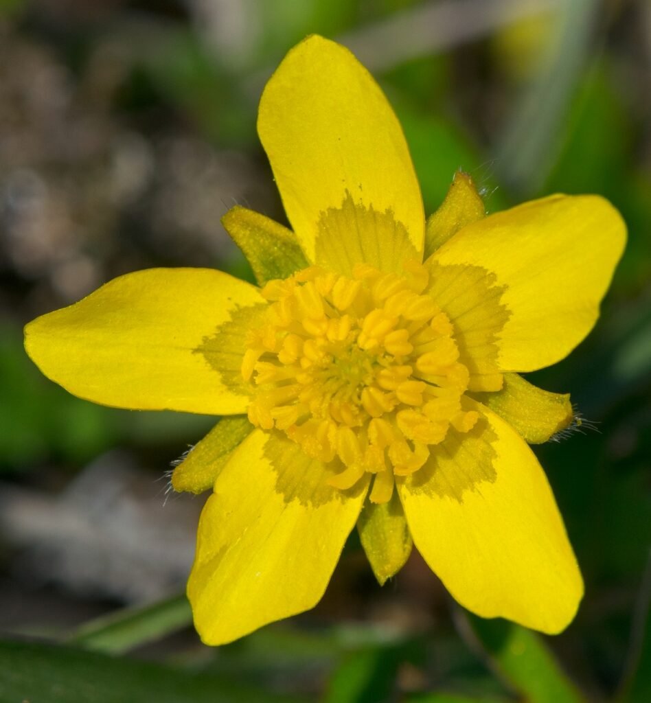 spring ephemerals Early Buttercup