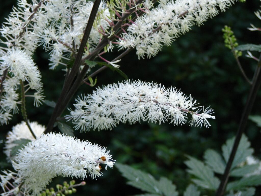 Bugbane