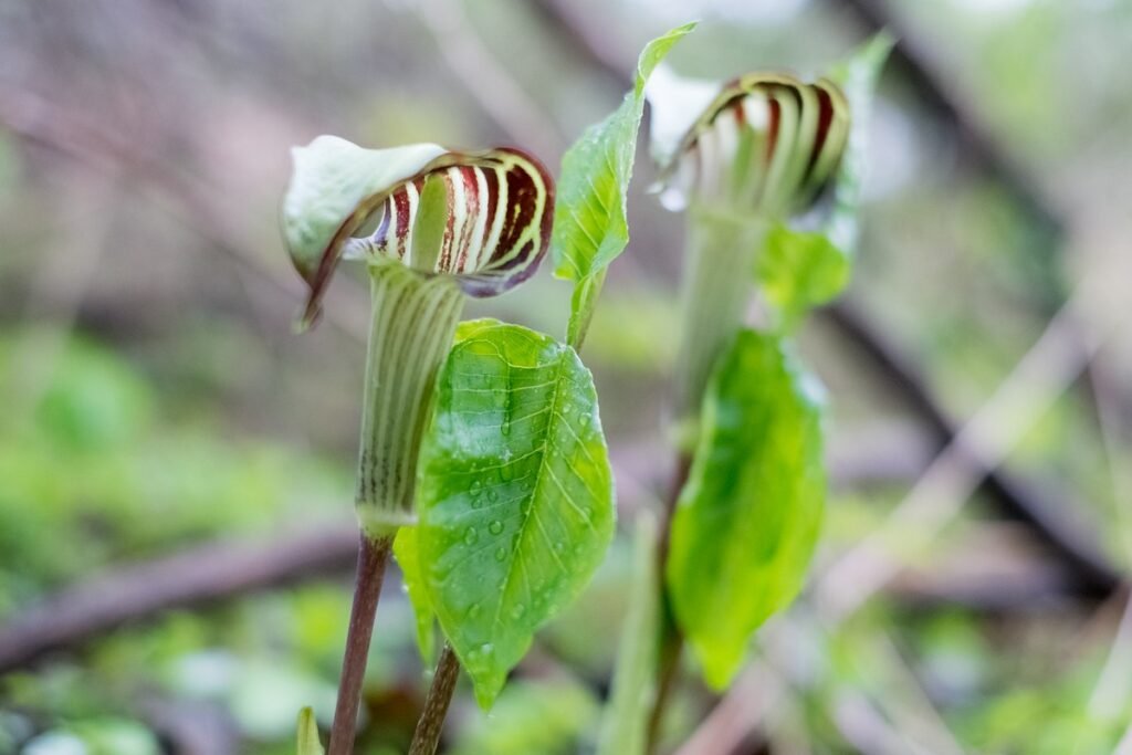 spring wild flowers Jack-in-the-Pulpit