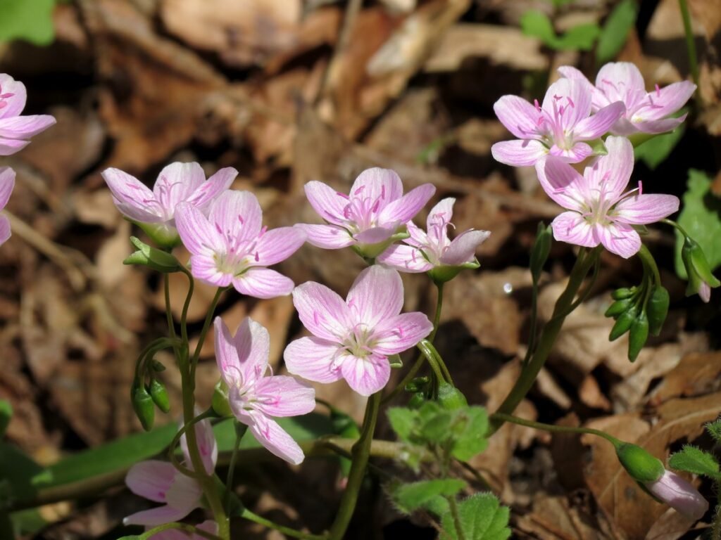 spring wildflowers Virginia Spring Beauty