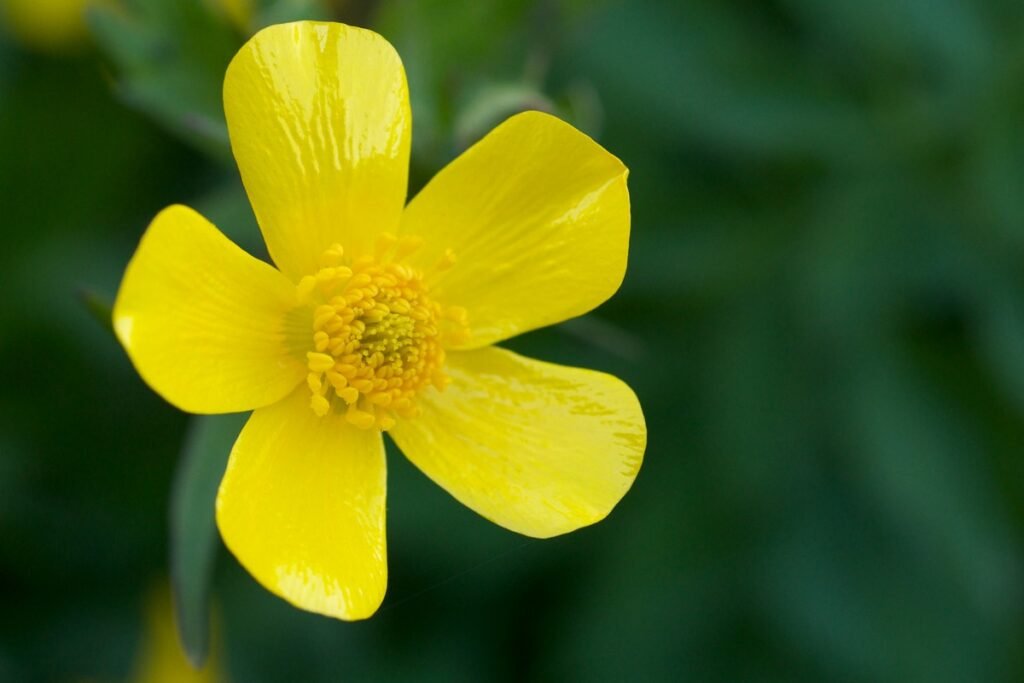 Straight-beaked Buttercup flower
