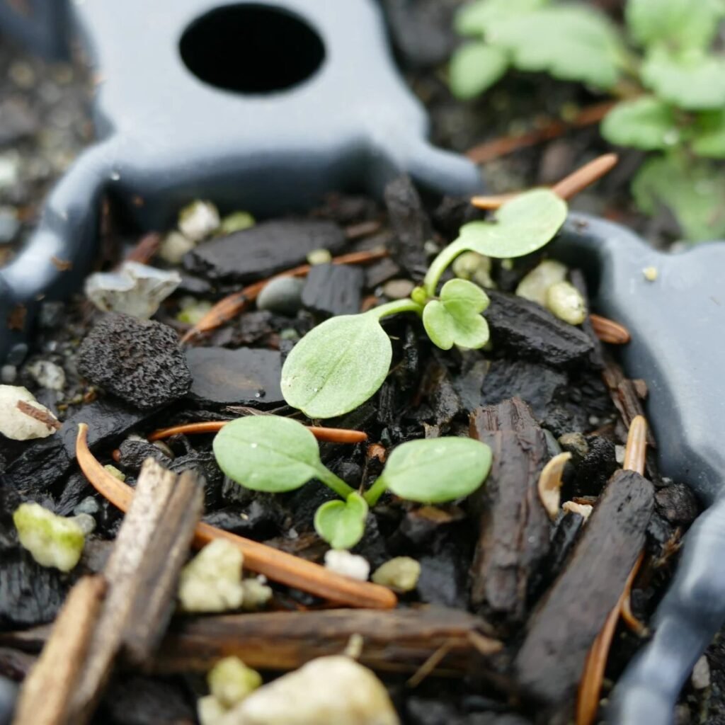Straight-beaked Buttercup seedlings