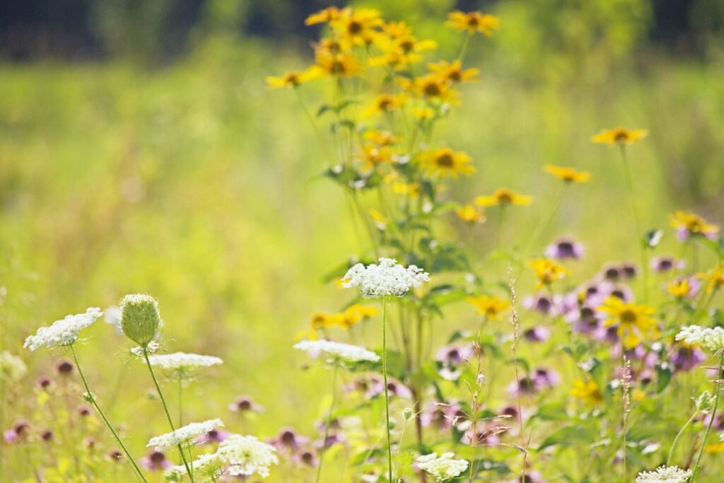 summer wild flowers