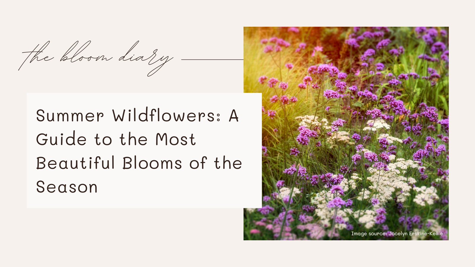 Summer wildflowers