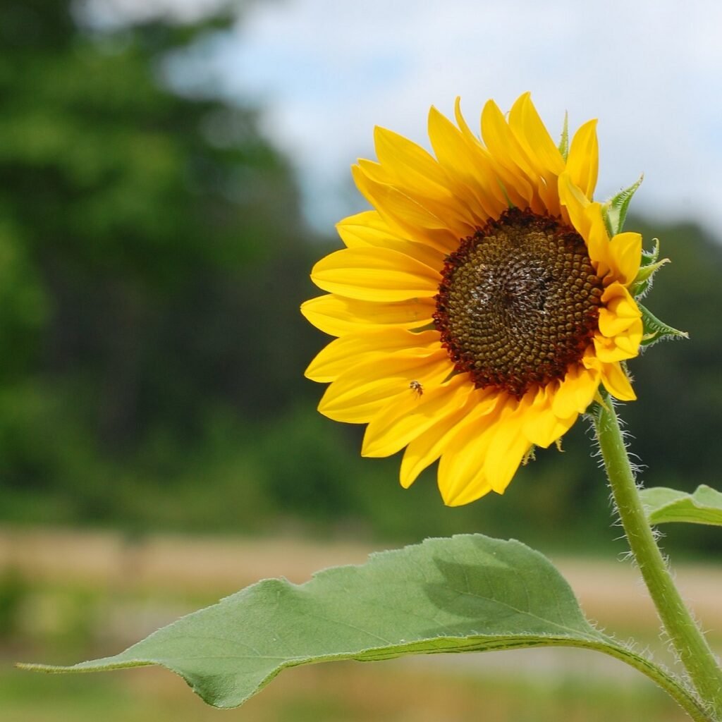 Sunflower flower