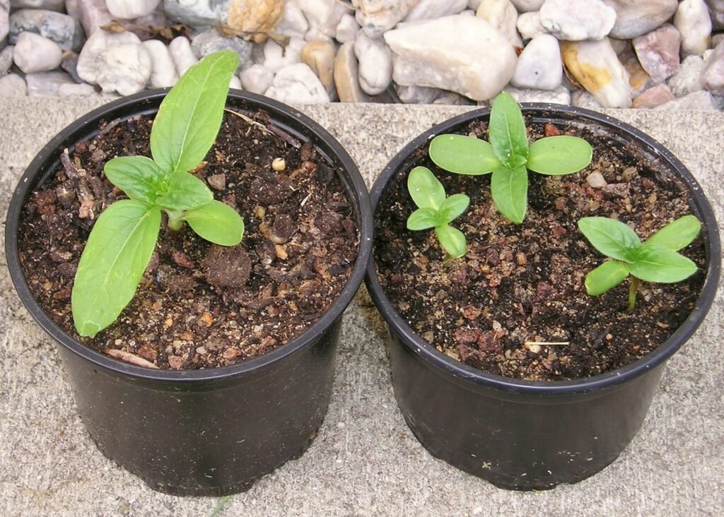 Sunflower seedlings