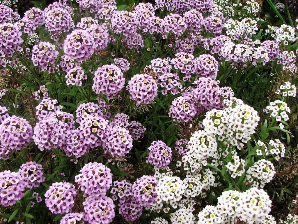 Sweet Alyssum