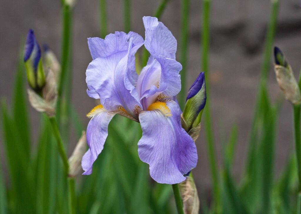 Symbolism of wildflowers