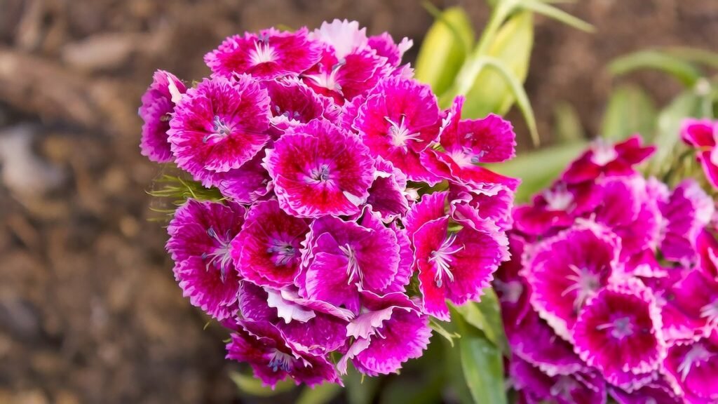 The Names of Biennial Wildflowers