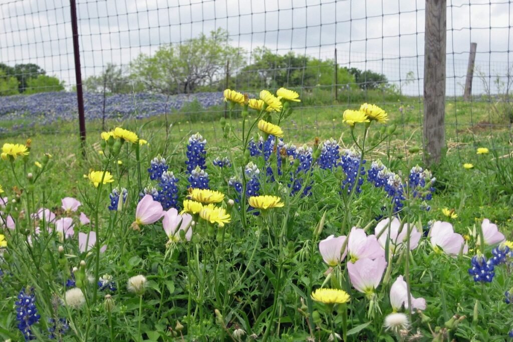 Planting wildflowers in spring in Texas