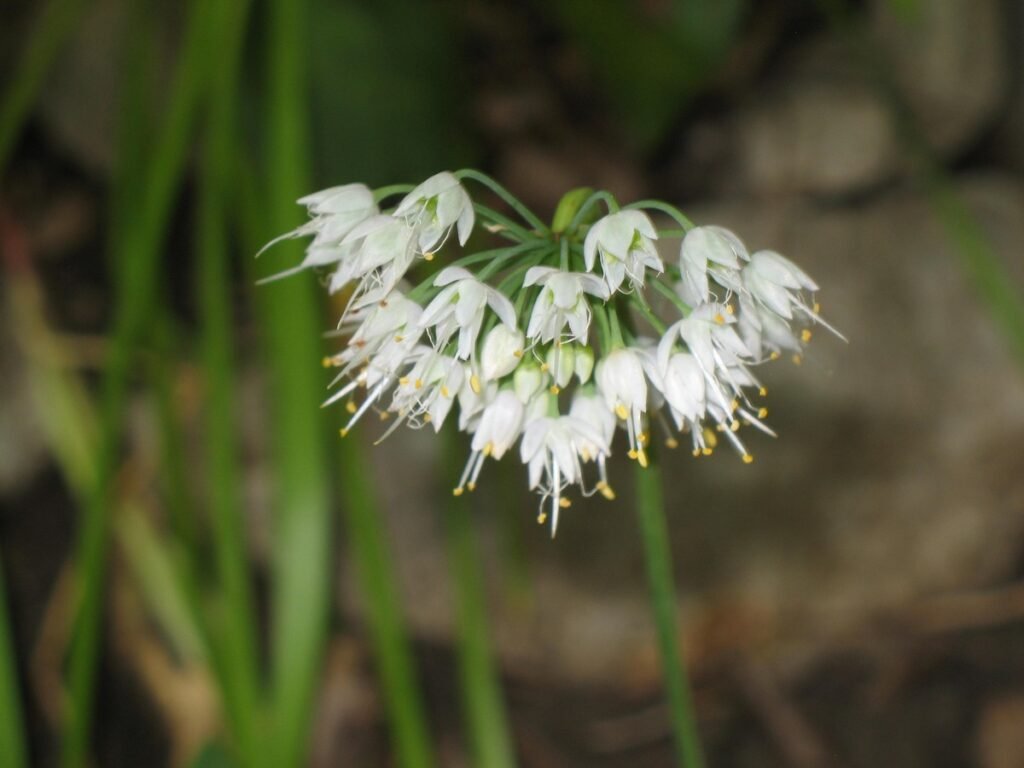 Allium cernuum