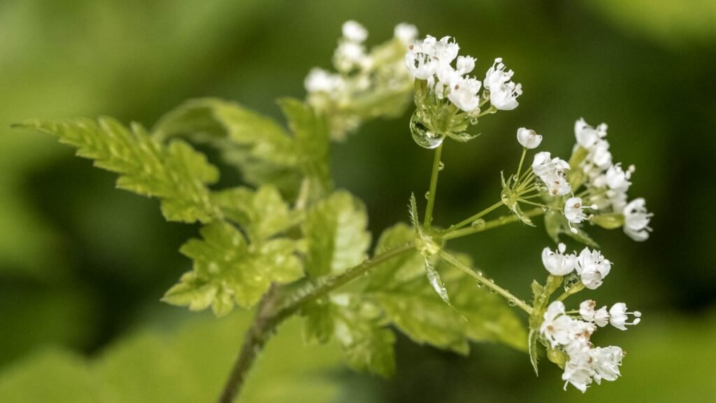 Sweet Cicely (Osmorhiza claytonii)