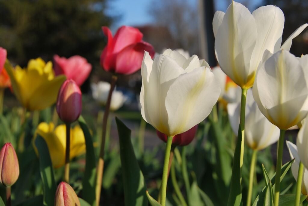 Tulips meaning