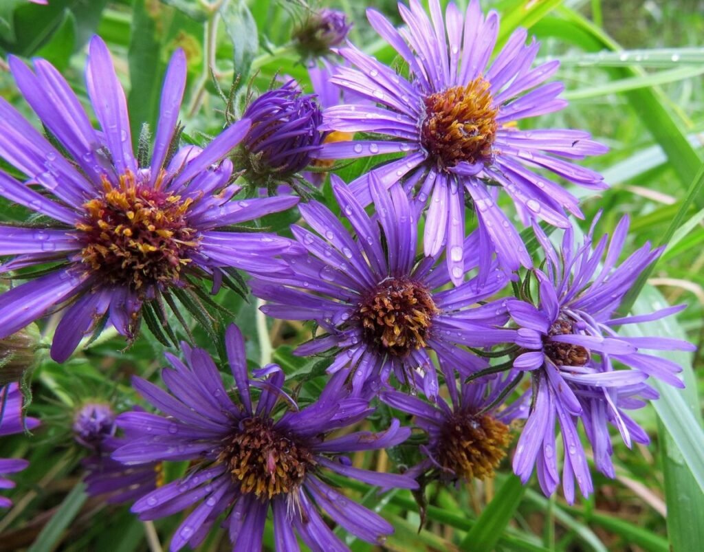 Type of wild flowers New England Aster