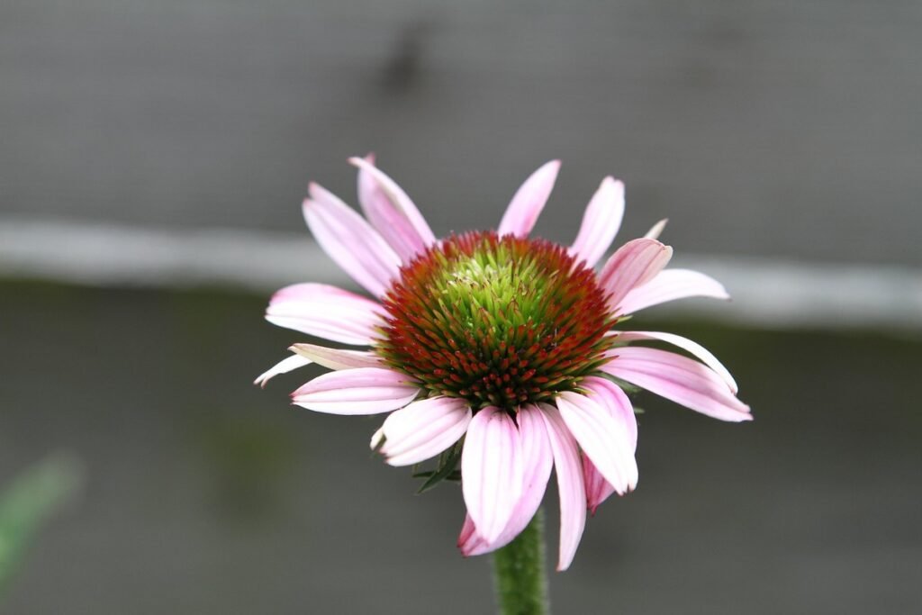 Types of wild flower Coneflowers